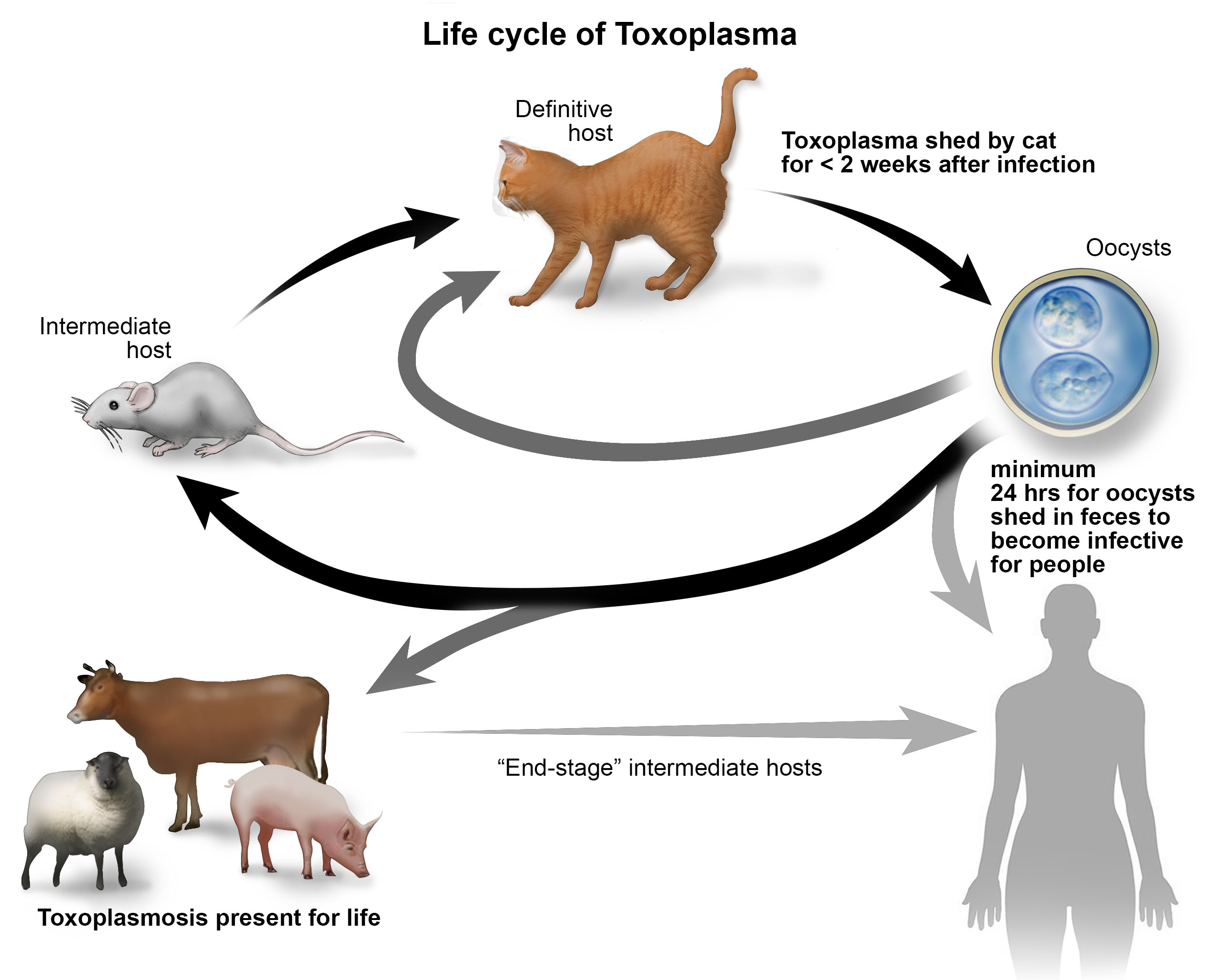 Toxoplasma rất dễ lây nghiễm qua đường tiêu hóa.