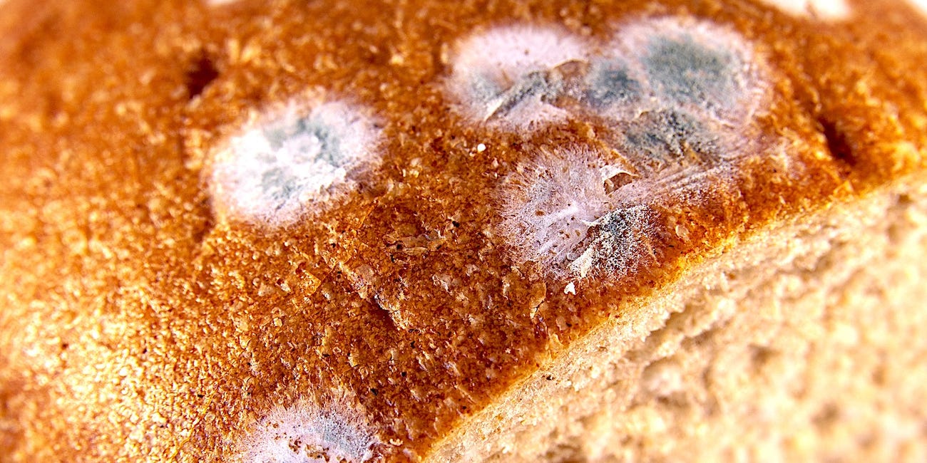 Sử dụng bánh mì mốc có an toàn cho sức khỏe không?